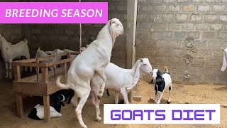 Breeding season goats diets Guide amp Precautions  Nagra Farm  Goat Farming tips amp ideas [upl. by Moses]