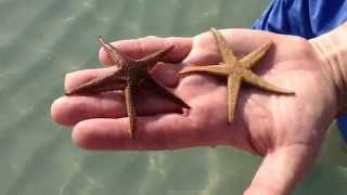 Seestern  starfish dreht sich [upl. by Annairt]