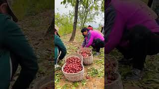 Discover the Unique Red Berry Harvesting in Thailand’s Mountains 🍒 [upl. by Yecrad]