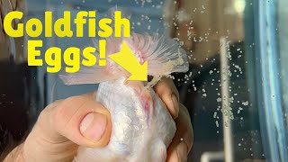 How to breed goldfish  Hand spawning ranchu goldfish [upl. by Soalokcin]