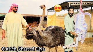 Ostrich Shutarmurg khareed lia Ab Ho Ge Grand Dawat eatanddiscover [upl. by Reinaldo]