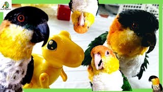 Caique Parrots Playing Hopping Attacking  Crazy Parrot Compilation [upl. by Nnaitsirhc264]