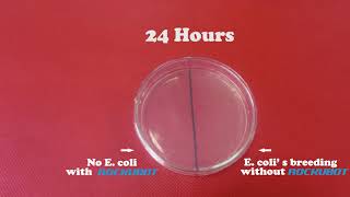 E Coli ROCKUBOT EXPERIMENT  Unique Bacteria amp Mites Eliminating Robot [upl. by Abner318]