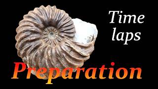 Ammonite preparation Hoplites from Troyes time lapse [upl. by Niaz501]