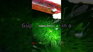 Why Guppies are Special guppies [upl. by Eissoj]