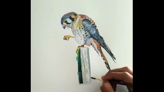 Drawing American Kestrel [upl. by Lorelei864]