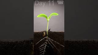 growing Pumpkin 120 Days  Time Lapse plants [upl. by Terryn762]