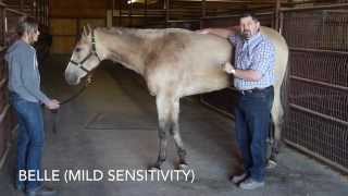 Equine Ulcer Treatment  Before and After by Mark DePaolo DVM [upl. by Yerac187]