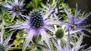 Best Garden Perennials Eryngium Big Blue Sea Holly [upl. by Meave354]