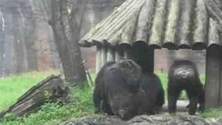 Crazy Chimpanzee at Busch gardens [upl. by Eux]