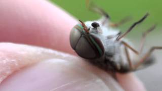 Horse Fly Tabanidae Tabanus Closeup [upl. by Morrie]