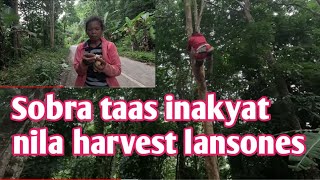 HARVESTING LANSONES WITH MGA KAPATID KO [upl. by Annetta829]