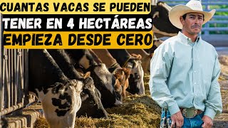 Cuantas vacas se pueden tener en 4 hectáreas desde cero [upl. by Grimbald281]