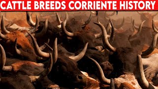 ⭕ Cattle Breeds CORRIENTE History ✅ CORRIENTE Cattle  Bulls [upl. by Chong264]