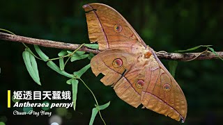 姬透目天蠶蛾Antheraea pernyi [upl. by Lleksah]