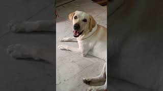 Toto ki acting dekho 😆✨🐕  hes a good actor  labrador dogloverssong doglover trending [upl. by Doone535]