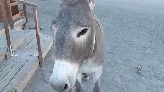 Donkeys in downtown Oatman Arizona Old Rt 66 [upl. by Arbua331]