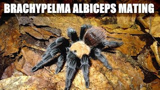 Brachypelma albiceps pairing [upl. by Dowlen]