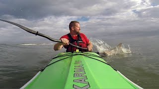 Shark pursues kayaker to in Matanzas Inlet [upl. by Llerad]