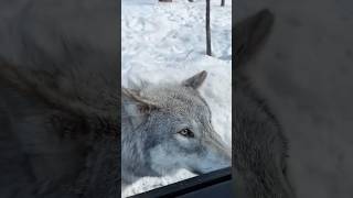 Wolf trapped in a trap cuteanimal animlas cute animal wolf [upl. by Nolyarb]