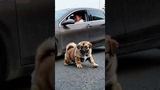 The baby ran into the middle of the road and the brave dog saved the little master [upl. by Eras887]