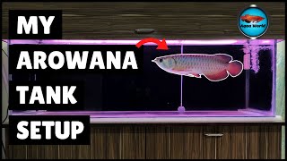 My Arowana Tank Setup  Monster Fish Tank [upl. by Alper]