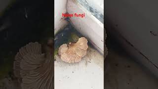 Fungi biology fungi microbiology [upl. by Darcey]