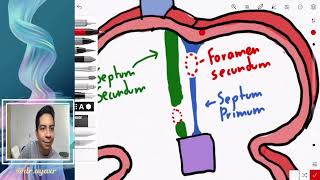 Dr Ayax Embriología Sistema cardiovascular Tabicación cardíaca 1 [upl. by Hurty]