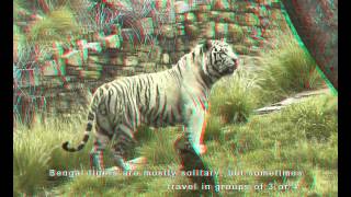 3D Tiger Boy meets Tiger Girl  3D Anaglyph  Red  Blue 3D Glasses [upl. by Neelhtak]