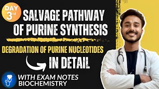 salvage pathway of purine synthesis biochemistry  degradation of purine nucleotides biochemistry [upl. by Lonnard]