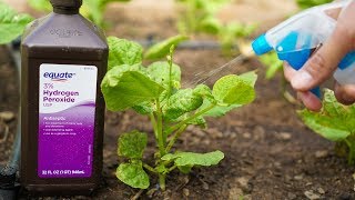 5 Benefits of Hydrogen Peroxide on Plants and Garden [upl. by Attalanta609]