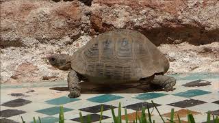 Tortuga mora Testudo graeca cautiva en las Tumbas Saadies de Marrakech [upl. by Otinauj426]