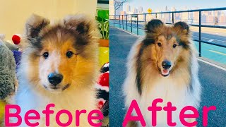 Puppy after 12 months [upl. by Aniled]