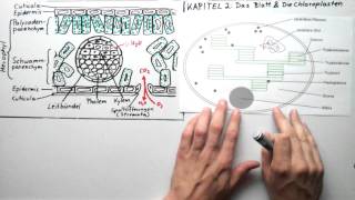 Blattquerschnitt und Chloroplasten [upl. by Kittie196]