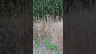 Two coyotes hunting animals wildanimals coyote wildlife nature outdoors [upl. by Liagibba]