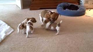 Mother Jack Russell plays with her puppies [upl. by Etsyrk]