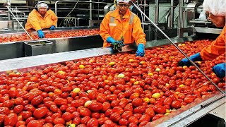 Tomato Processing Technology  How Tomato Ketchup Is Made  Ketchup Tomato Factory [upl. by Ecerahs]