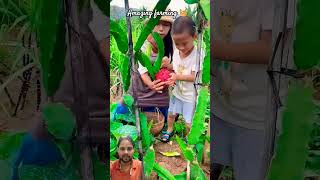 Amazing Nature  farming fruits plant farming fruit insta360 [upl. by Anelahs]