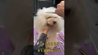 How To Groom A Toy Poodle Teddy Puppy Cut ✂️ Toy Poodle Pet Grooming [upl. by Refotsirc]