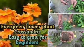 All about crossandra flower plant  How to grow amp carepropagationbest potting soilcutting update [upl. by Baseler518]