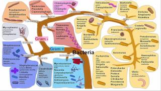 Gastritis H Pylori Gastritis [upl. by Dur]