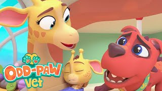 Kangaraffe Is Having A Baby  OddPaw Vets  Amazing Animal Rescues  Cartoons For Kids [upl. by Iru880]