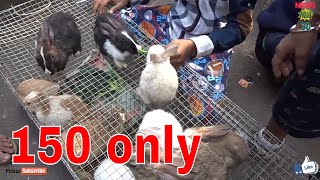 RABBIT SELLER OF GALIFF STREET MARKET KOLKATA INDIA  1ST FEB 2020 VISIT  RABBITS ON SALE [upl. by Hugo42]