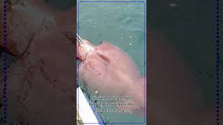 The Colossal Squid The Most Mysterious Creature on Earth [upl. by Eiramik948]