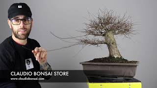 POTATURA AUTUNNALE OLMO BONSAI CB [upl. by Haland]