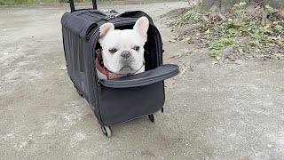 犬用キャリーバッグデビューでブチギレる犬ｗｗｗ【フレンチブルドッグ frenchbulldog】 [upl. by Aletta]