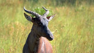 Tsessebe the fastest Antelope in Africa [upl. by Falo]