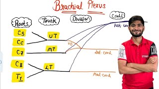 Brachial Plexus anatomy Upper Limb nerve supply [upl. by Amla]