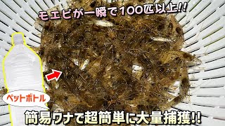 【衝撃映像】ペットボトルで作った簡易ワナで野池のモエビを一瞬で大量捕獲する方法【無料で釣り餌・屋外ビオトープやアクアリウム飼育にも！】 [upl. by Abott]