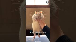 Rats 🐀 Why They Make Great Pets [upl. by Katharina]